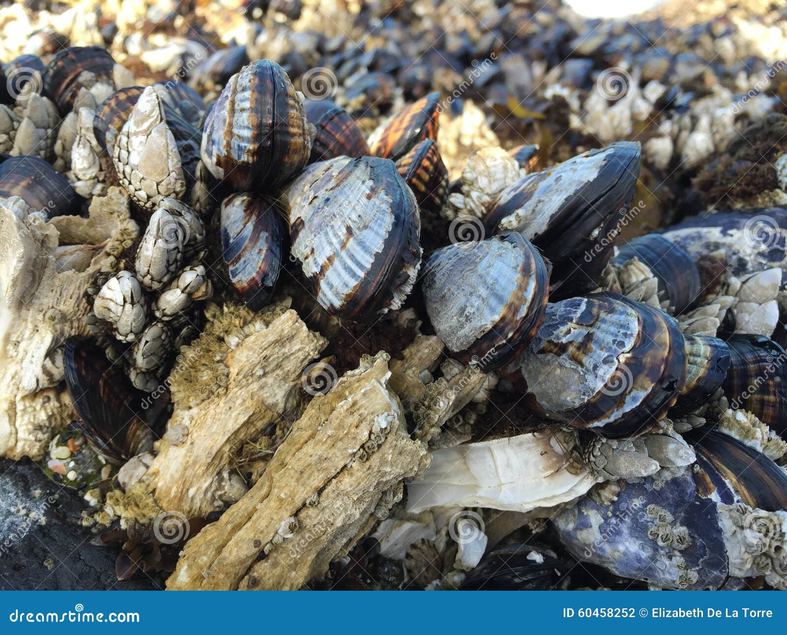 Mussels and barnacles stock photo. Image of closeup, life 60458252