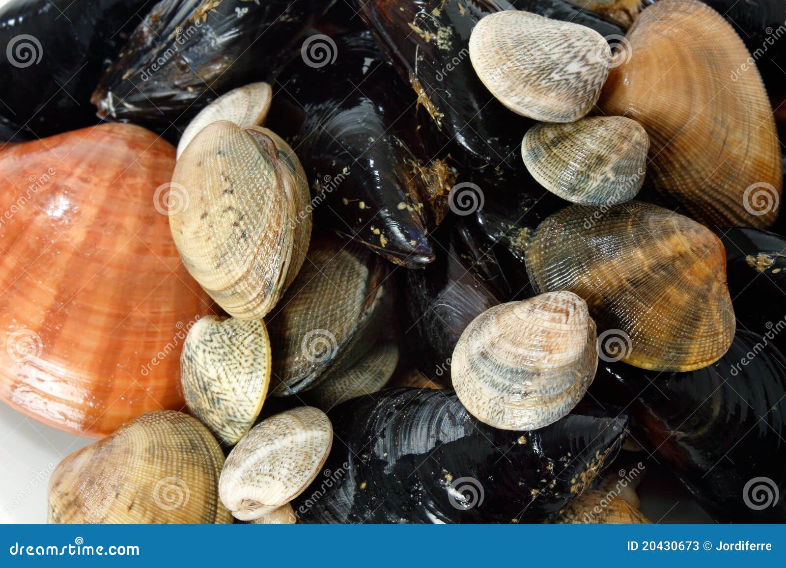 Mussels and clams stock image. Image of varied, bivalve 20430673
