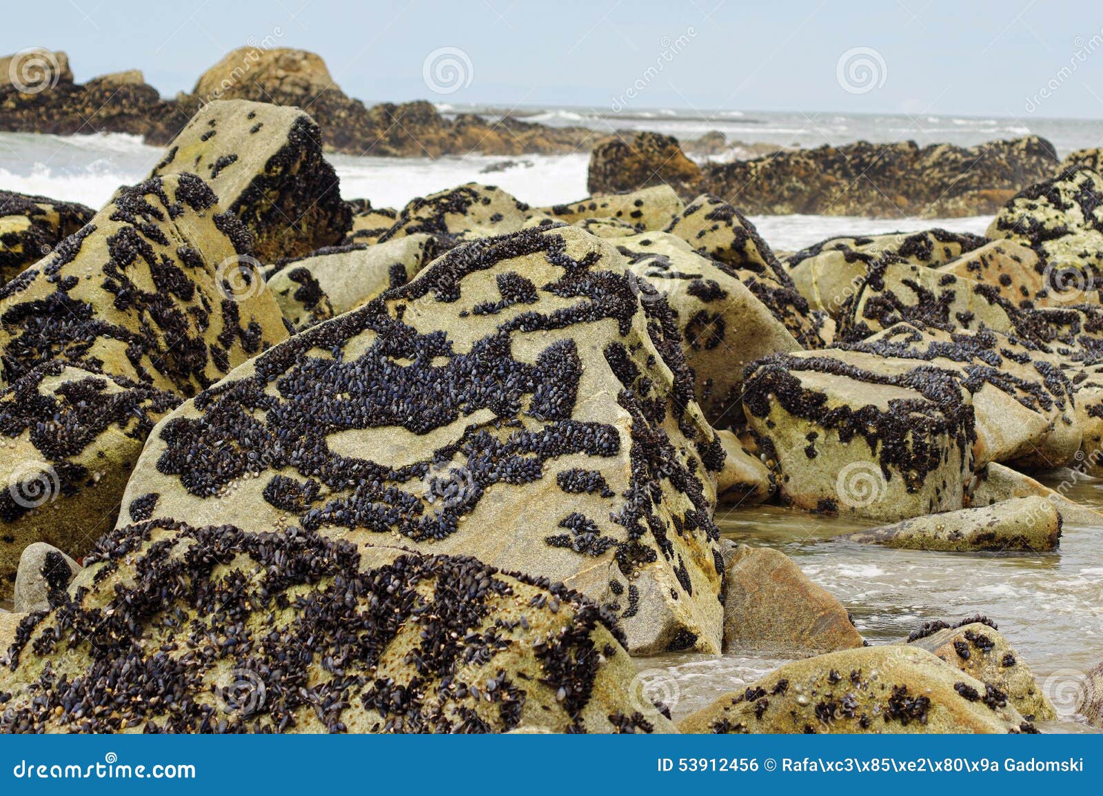 the mussels colony in parque natural do litoral on the north of portugal