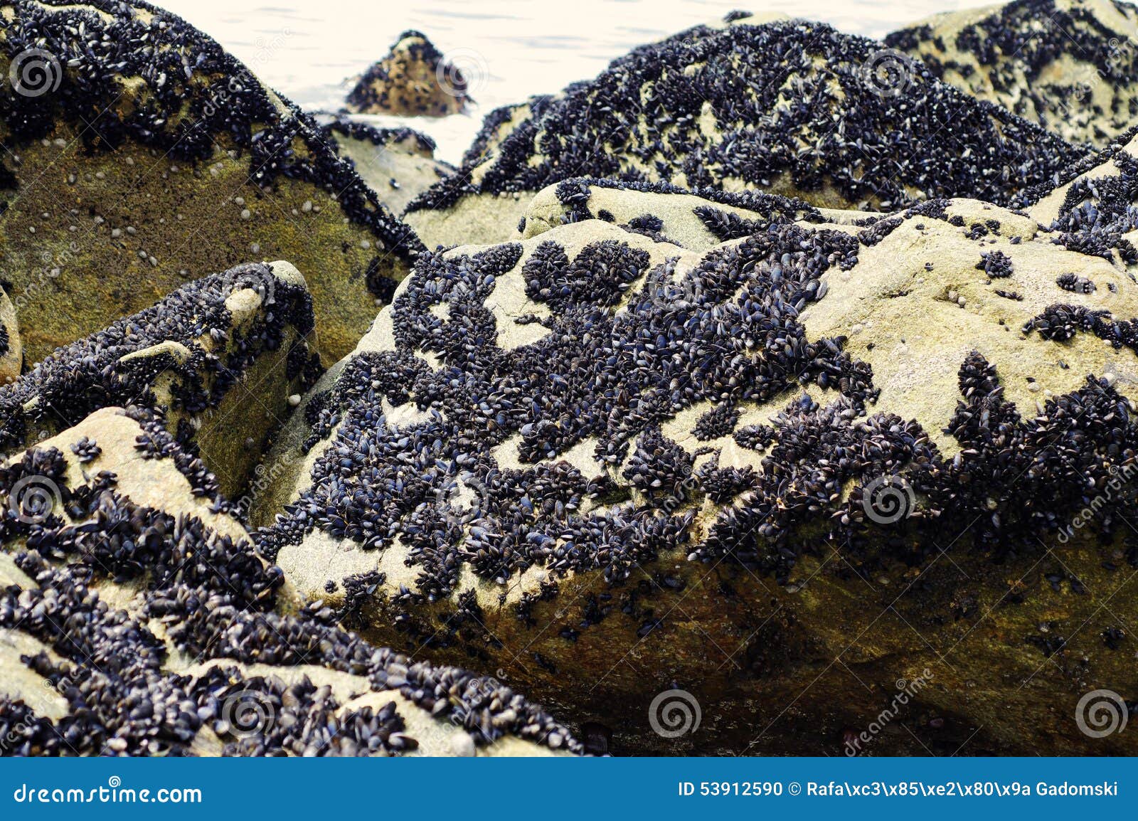 the mussels colony in parque natural do litoral on the north of portugal