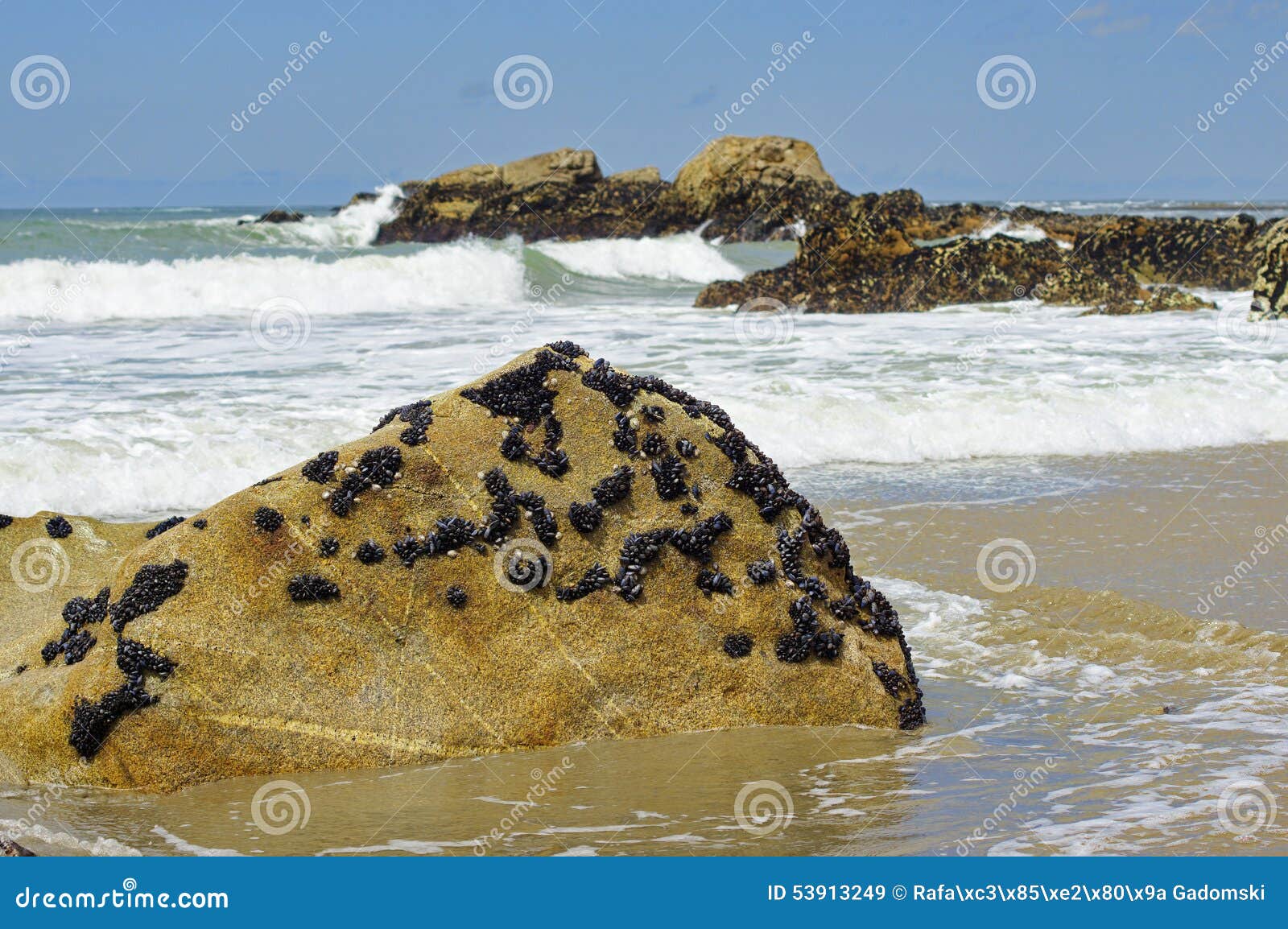 the mussels colony in parque natural do litoral