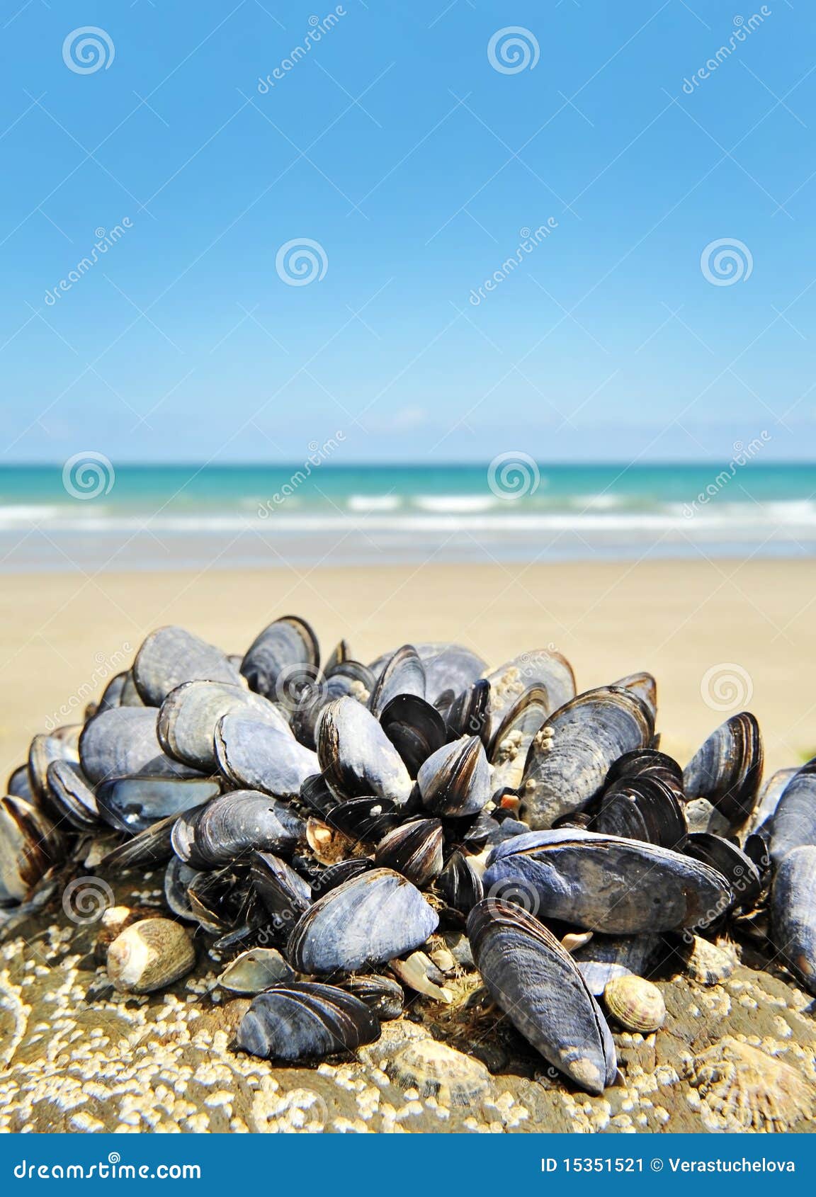 Mussels eatable seafood stock image. Image of inside 15351521