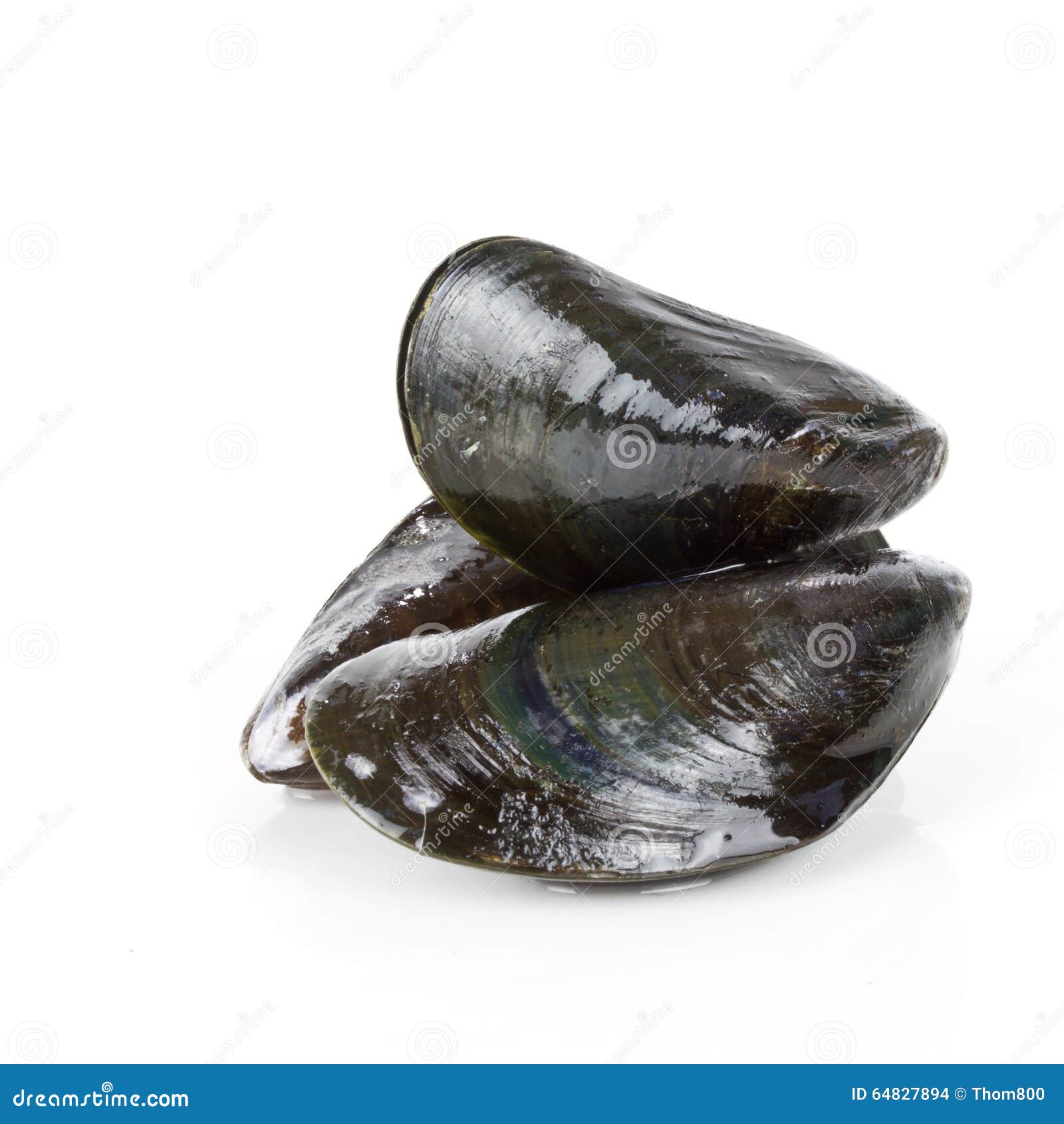 Mussels stock photo. Image of shell, saltwater, cook 64827894