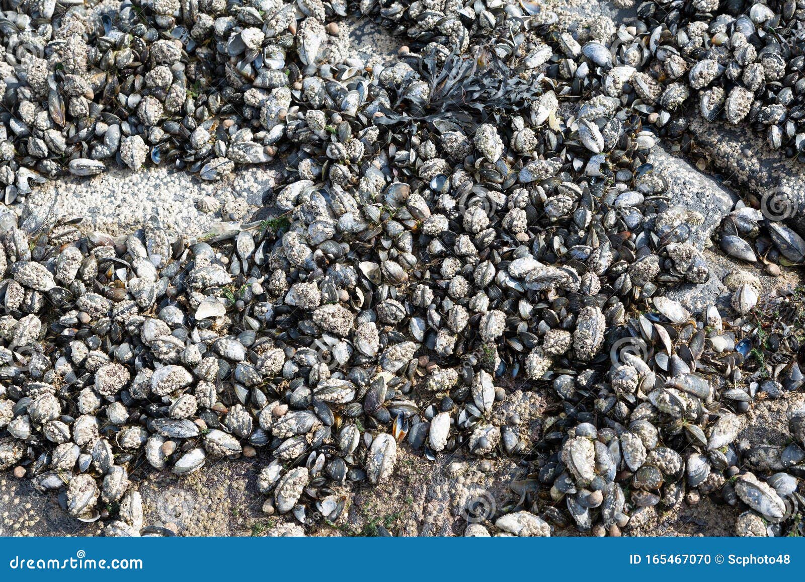 Mussels growing on rocks stock photo. Image of shell 165467070