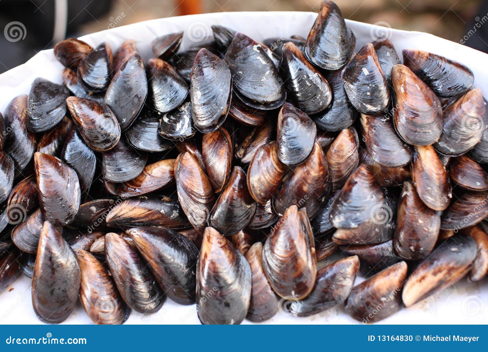 Mussels (Mytilus edulis) stock photo. Image of eatable 13164830