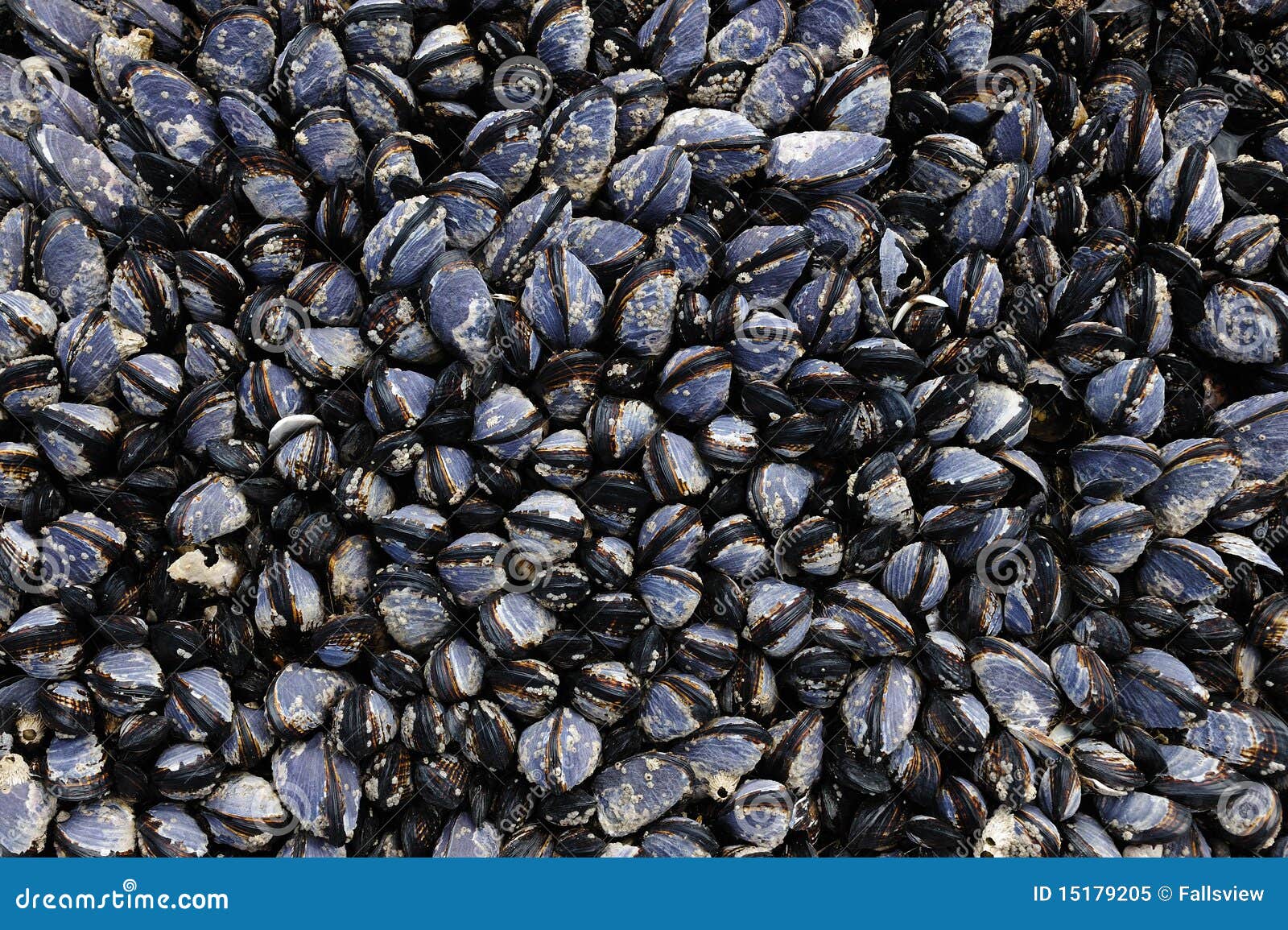 Mussels on seashore stock image. Image of rocky, seafront 15179205