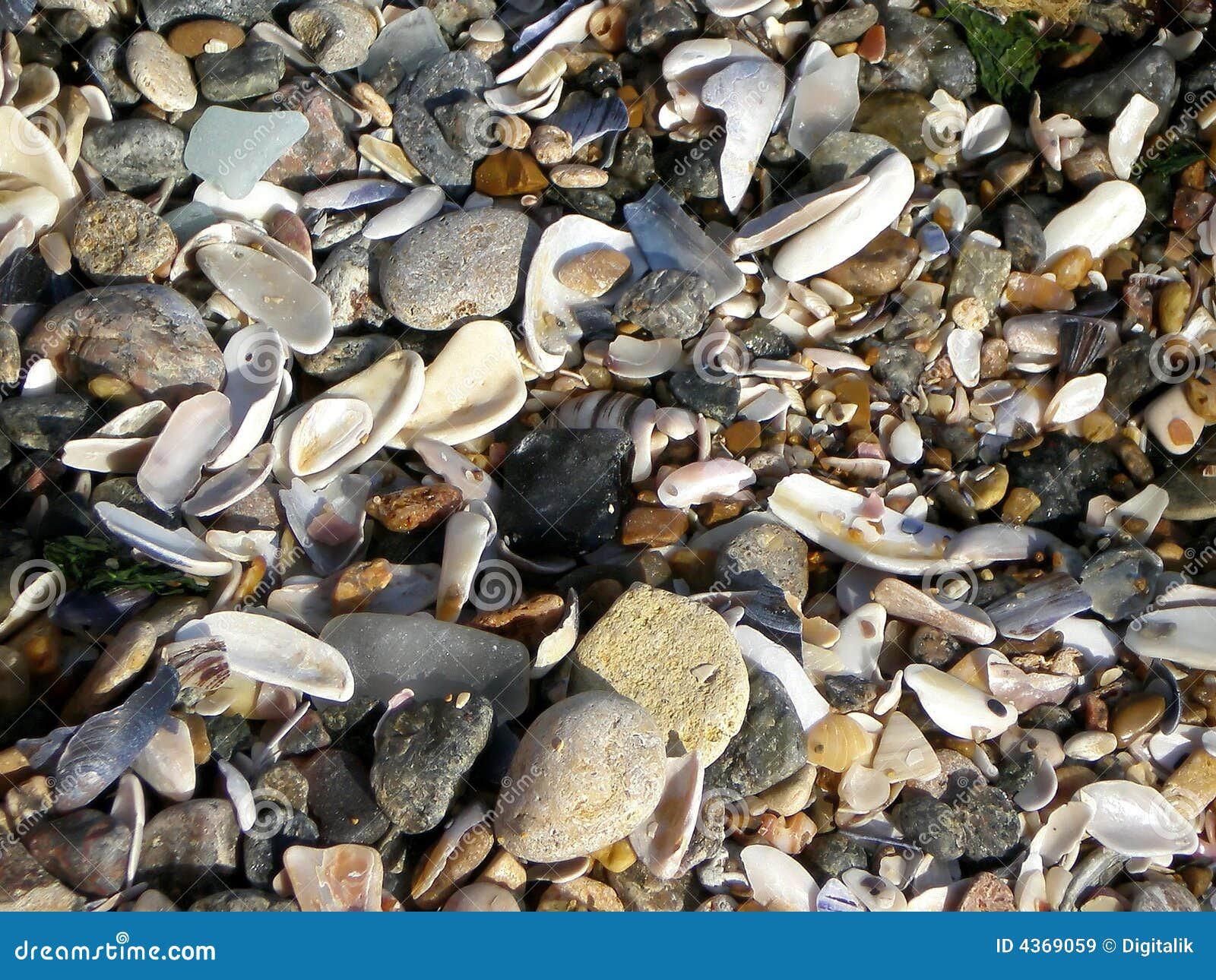 Mussels Shore Picture. Image 4369059