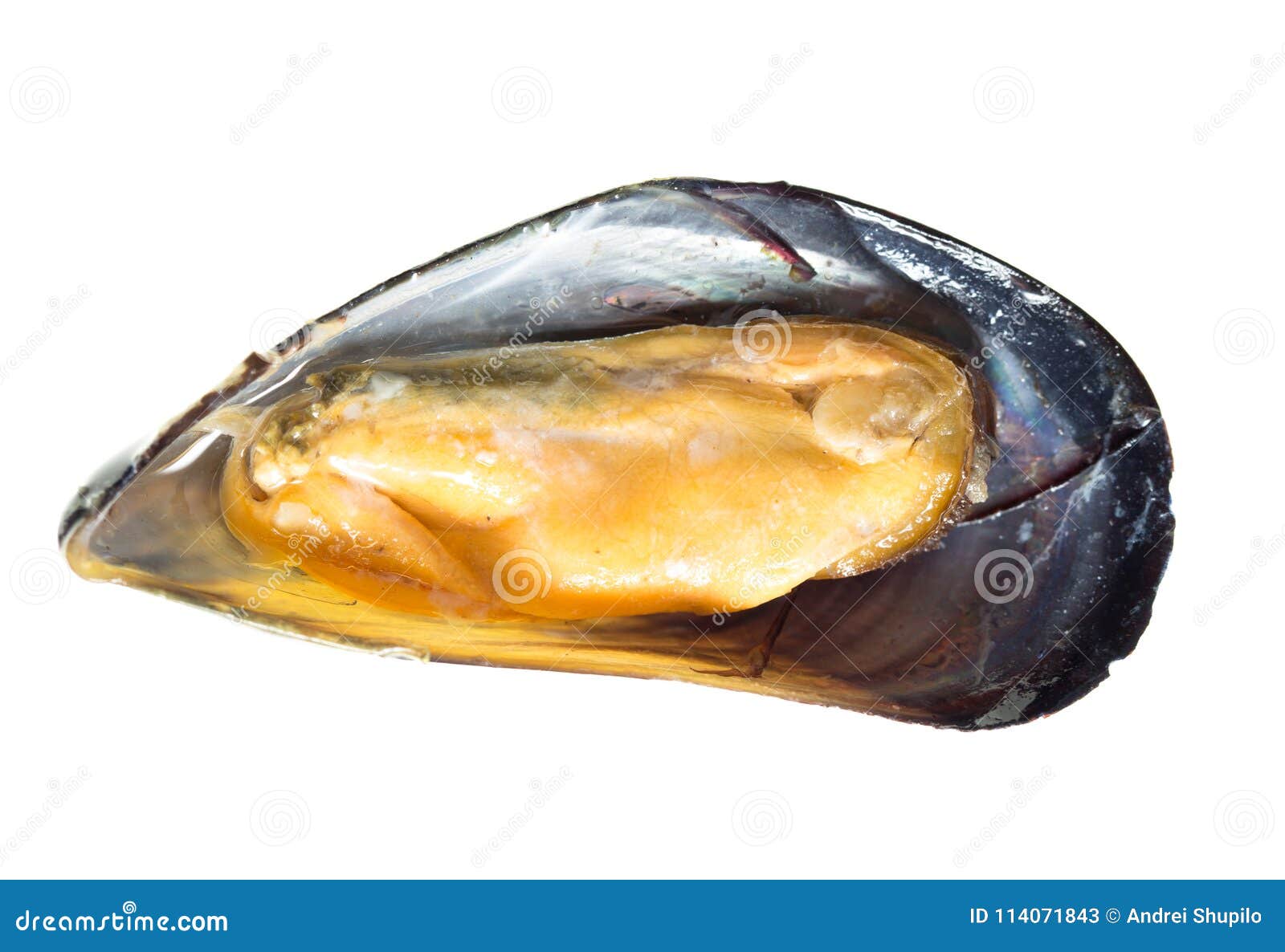Mussels in the Sink Over White Background Stock Image Image of