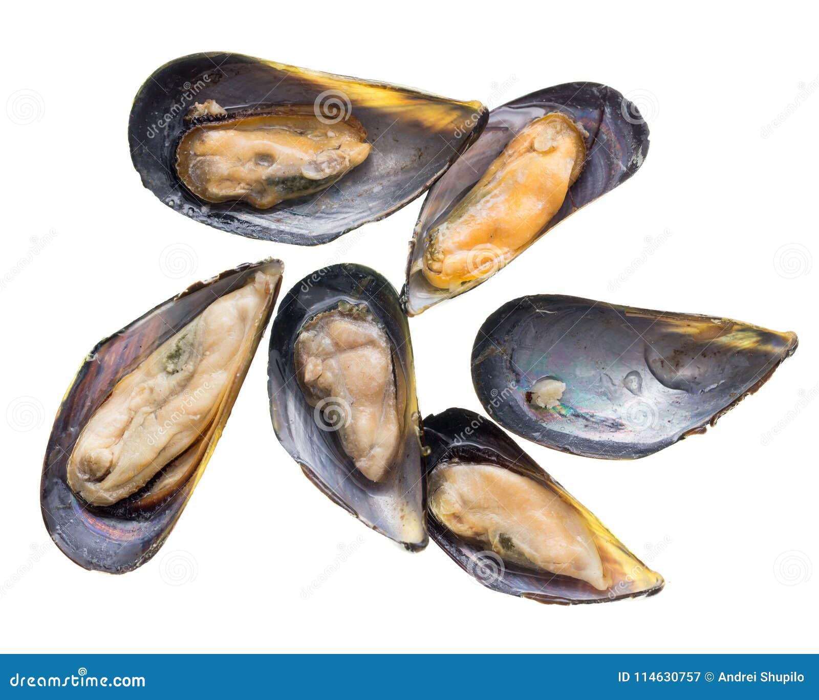 Mussels in the Sink Over White Background Stock Image Image of