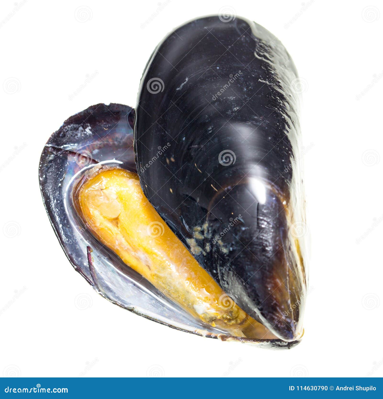 Mussels in the Sink Over White Background Stock Photo Image of