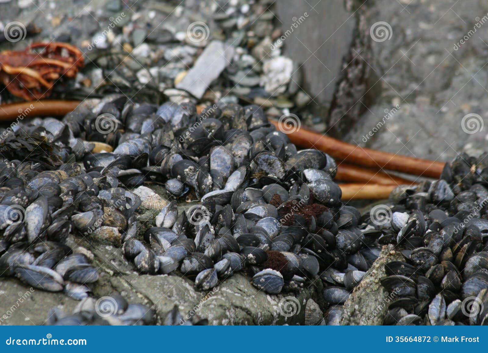 Mussels stock photo. Image of damaged, sand, seaside 35664872