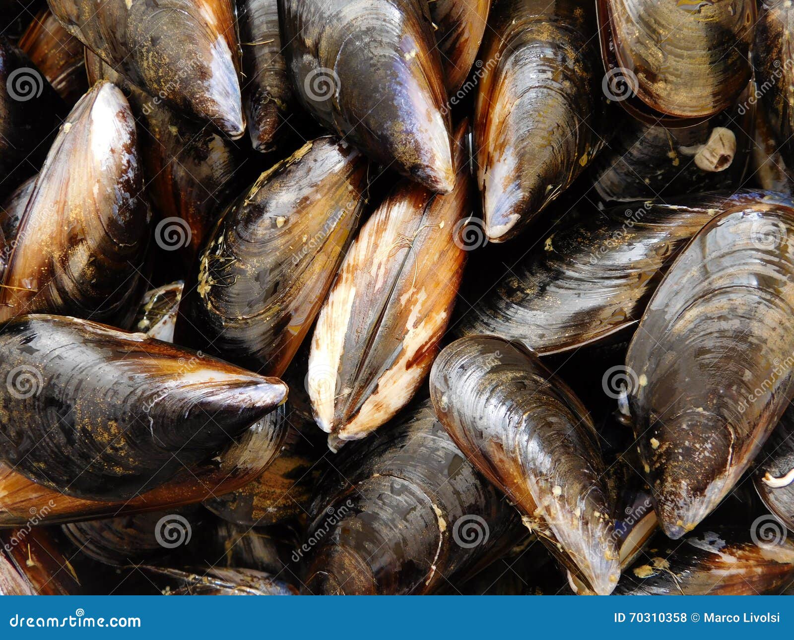 Mussels to eat stock photo. Image of norway, shellfish 70310358