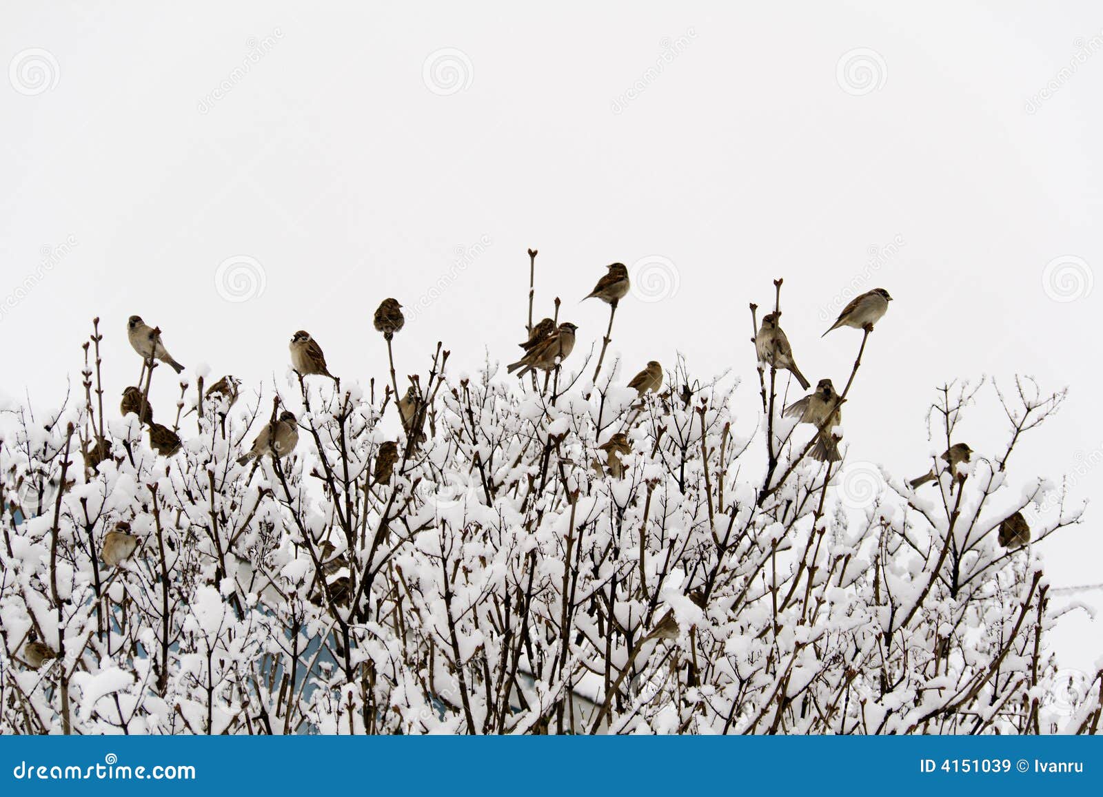 Mussen in struiken stock afbeelding. Image of park, staarten - 4151039
