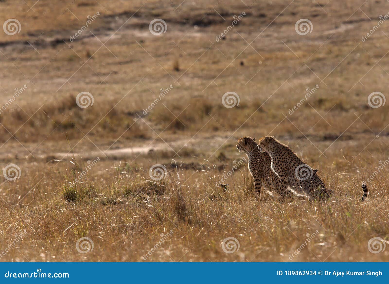 Mussiara Cheetah Cub Running Away When Charge By Warthog Hiding Inside