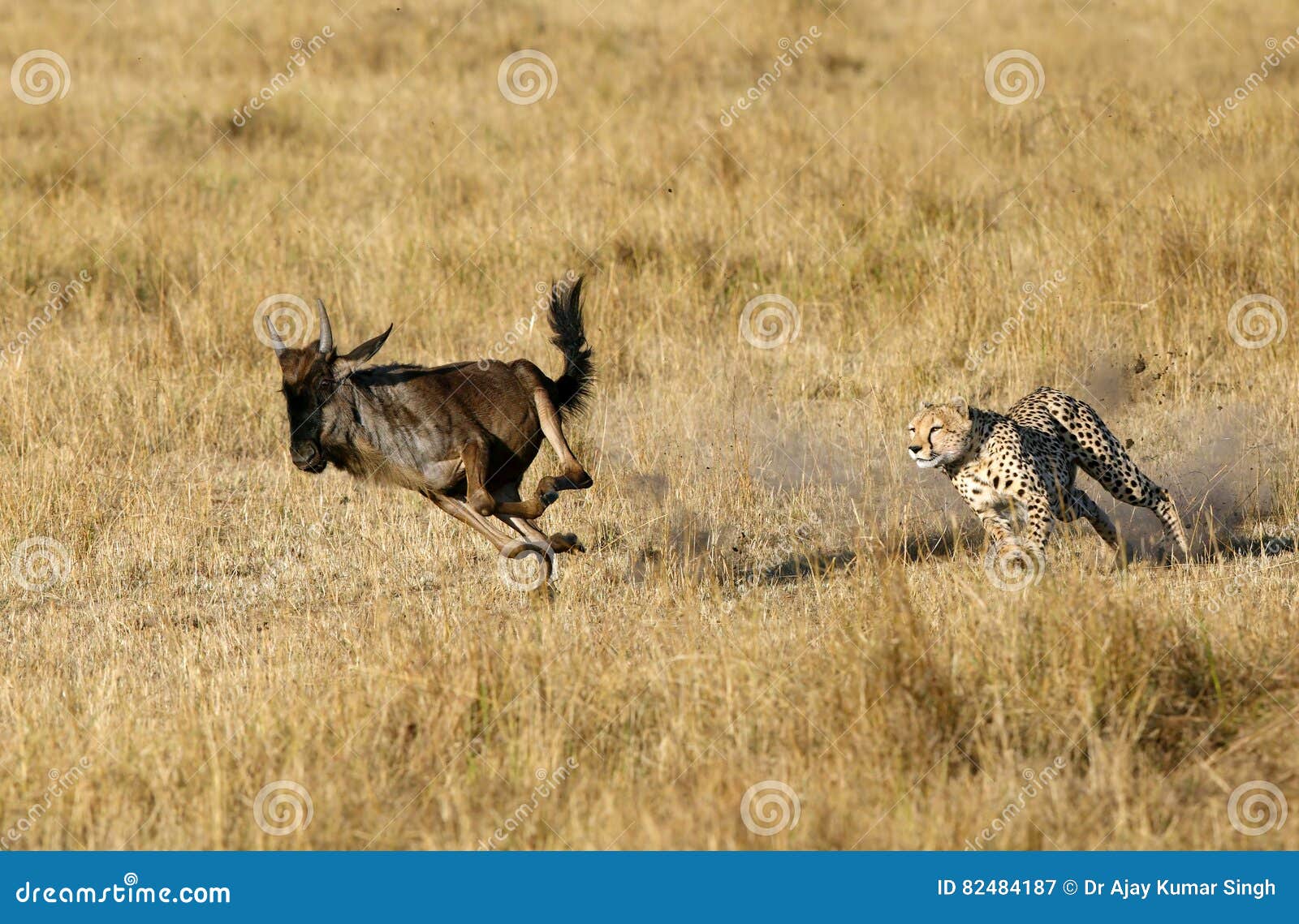 mussiara cheetah chasing a wildebeest