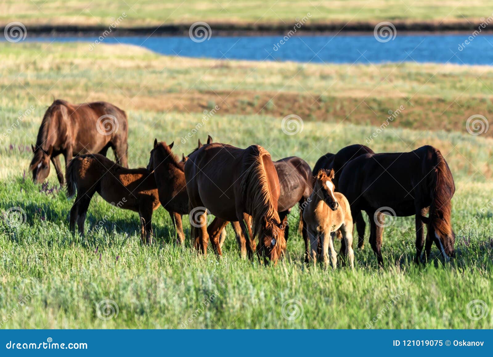 Wild Horses Grazing on Summer Meadow Stock Image - Image of mustang ...