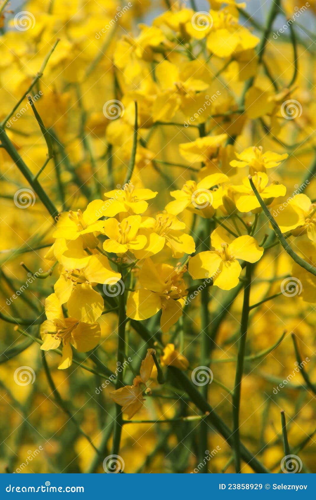 The background flower of mustard.