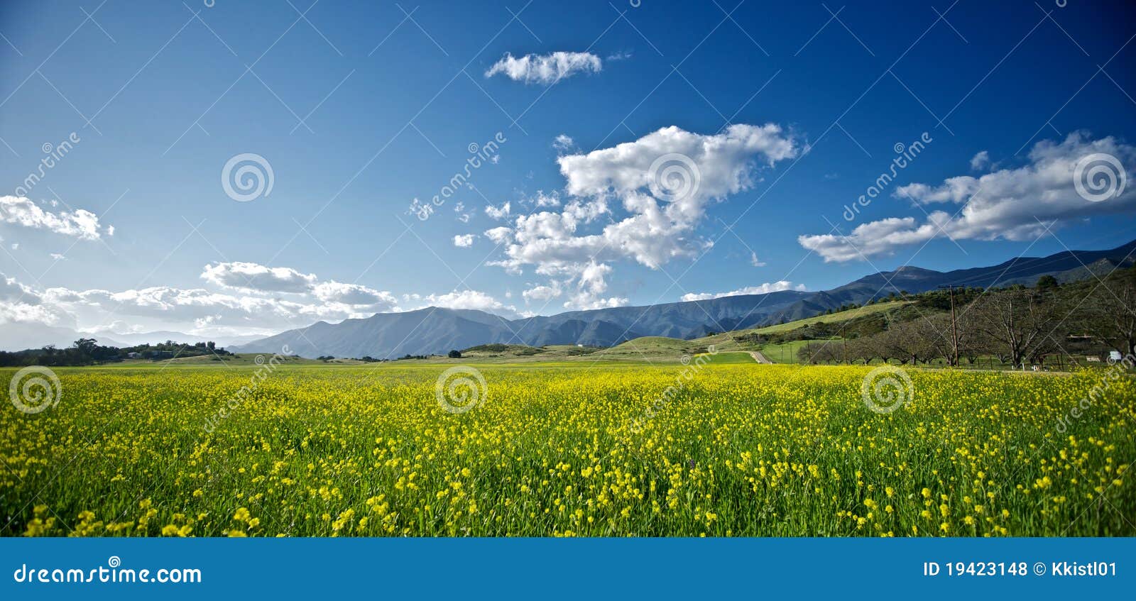 Mustard Blossoms in a California Spring Stock Photo Image of colorful