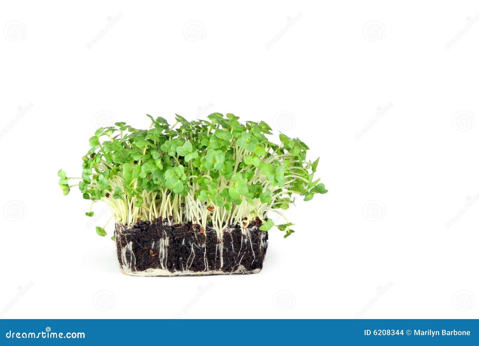 Mustard and Cress stock photo. Image of copy, sprout, green 6208344