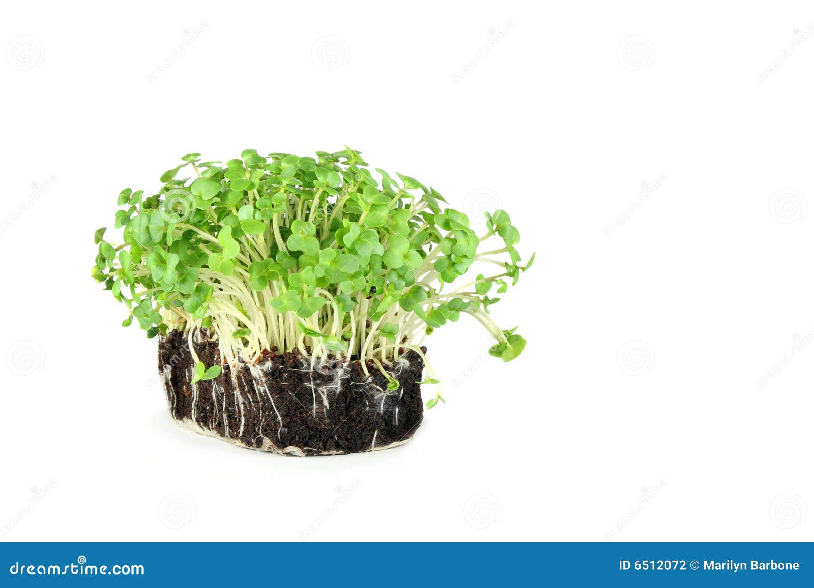 Mustard and Cress stock photo. Image of ingredient, growing 6512072