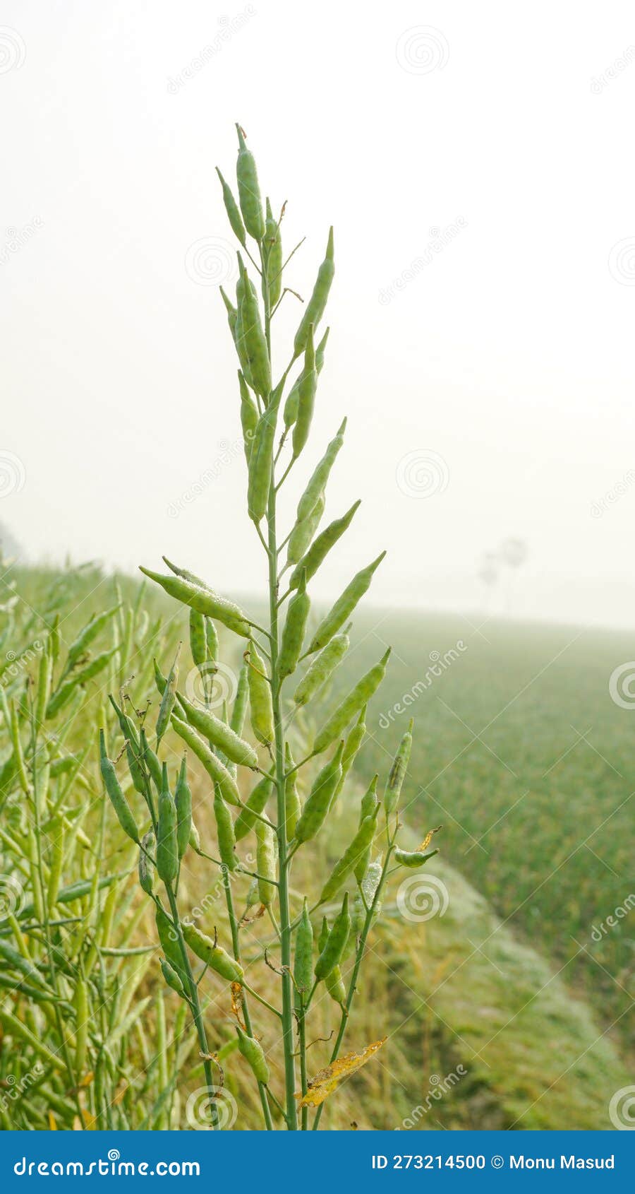 mustard is a dicotyledonous plant of the brassica for cruciferae family.