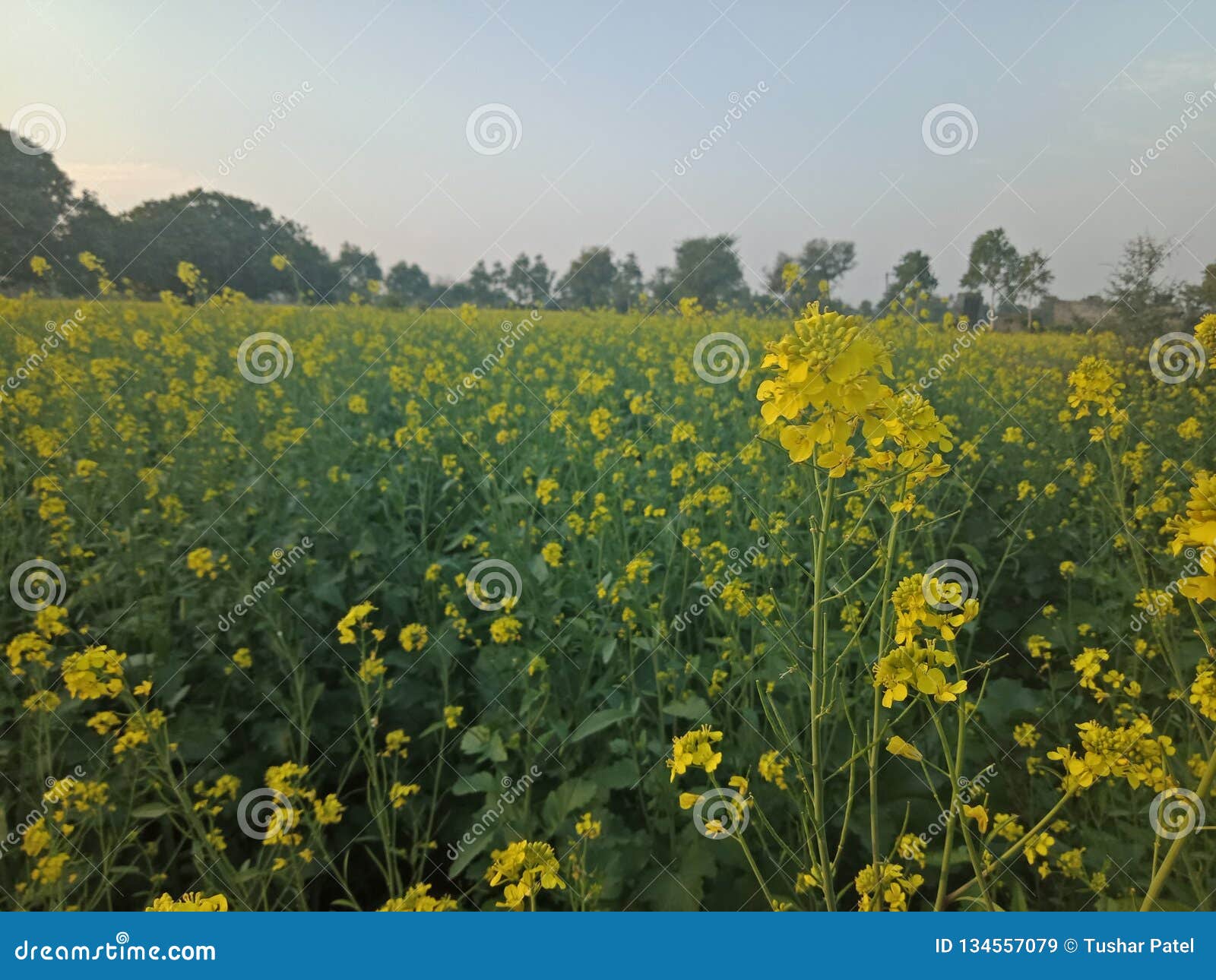 Mustard Farm stock image. Image of indian, india, seed 134557079