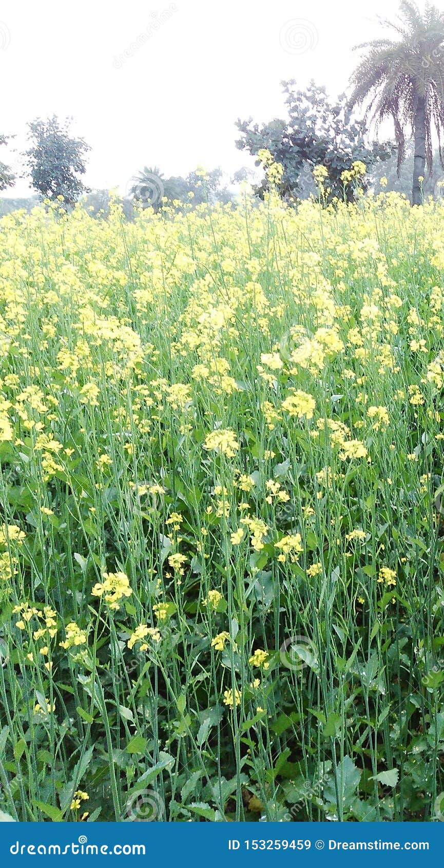 Mustard Farm Stock Photos Download 2,625 Royalty Free Photos