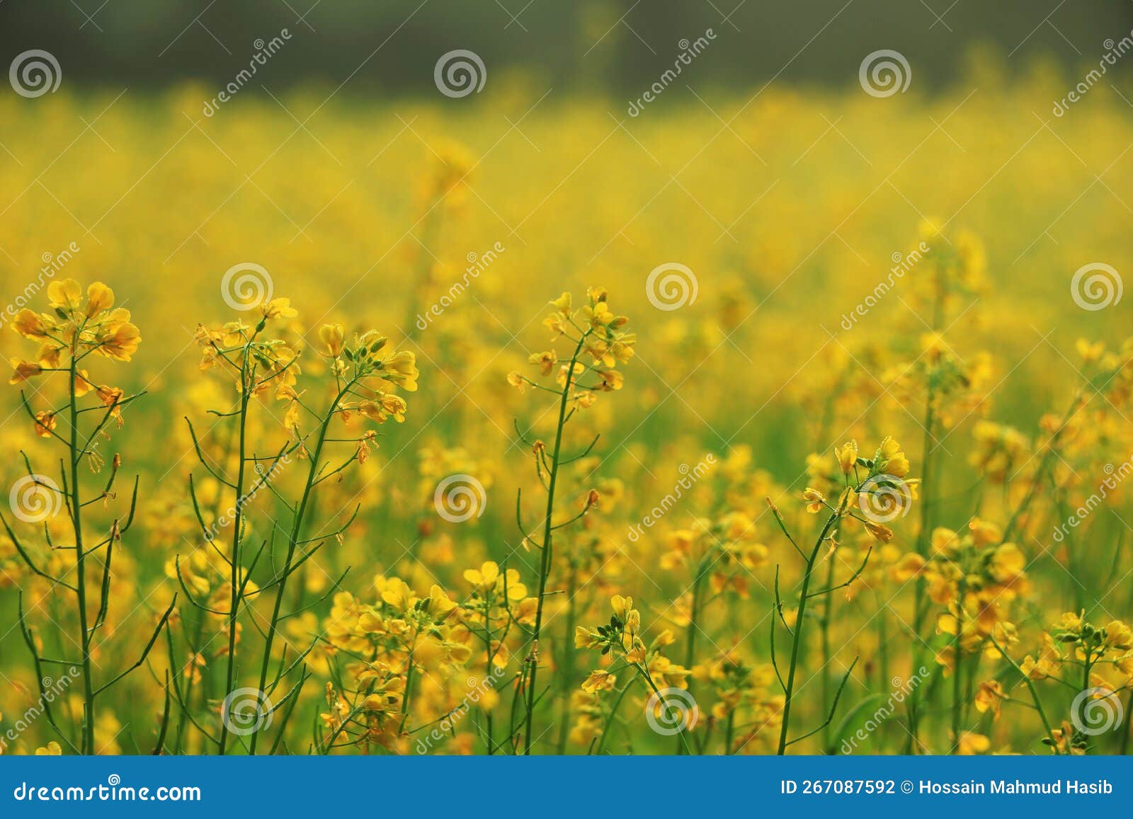 Mustard Field with Beautiful Snow Covered Mountains Landscape Stock