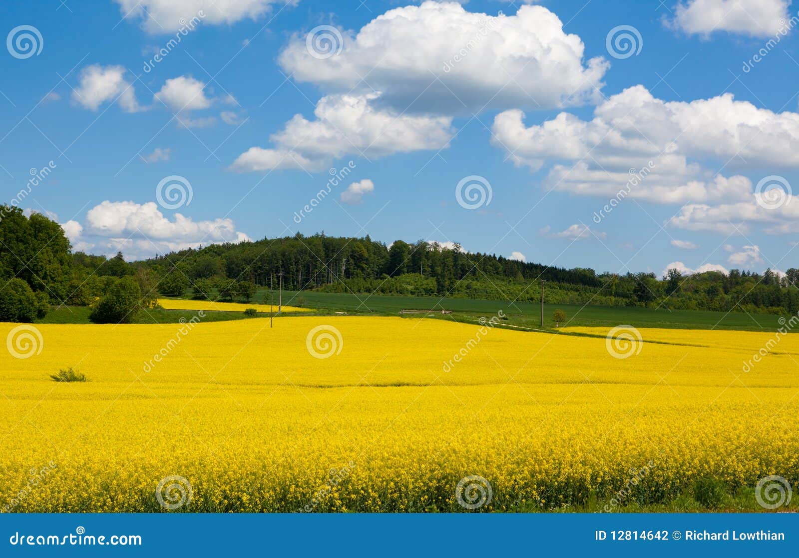 Mustard Field in Bloom Landscape Stock Photo Image of fertile