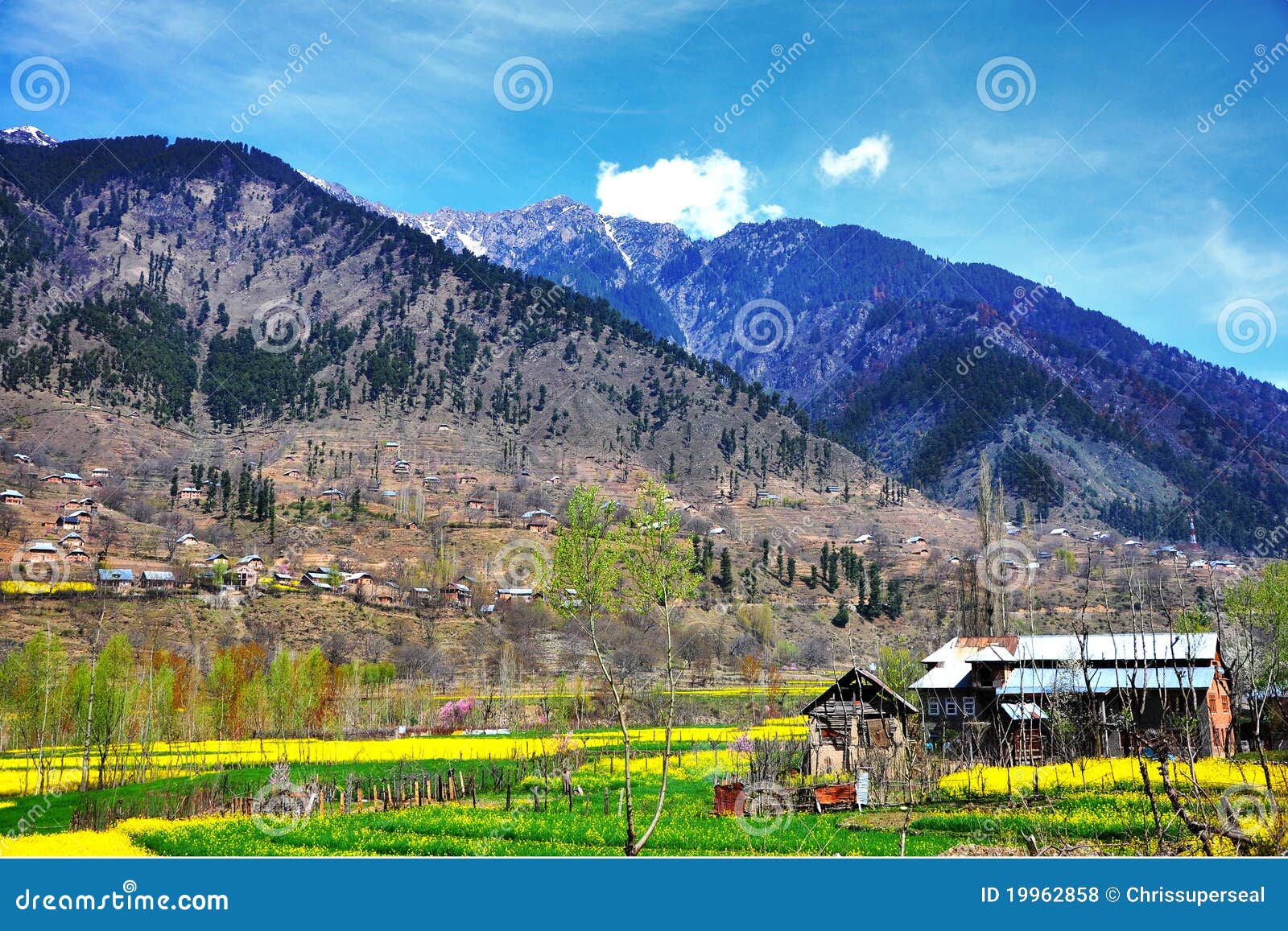 Mustard field, Kashmir stock photo. Image of religion 19962858