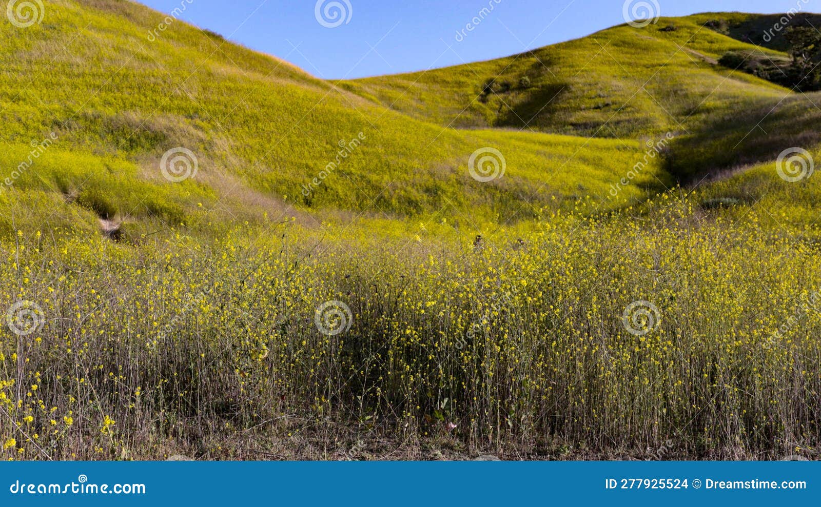 Mustard field valley stock photo. Image of field, bloom 277925524