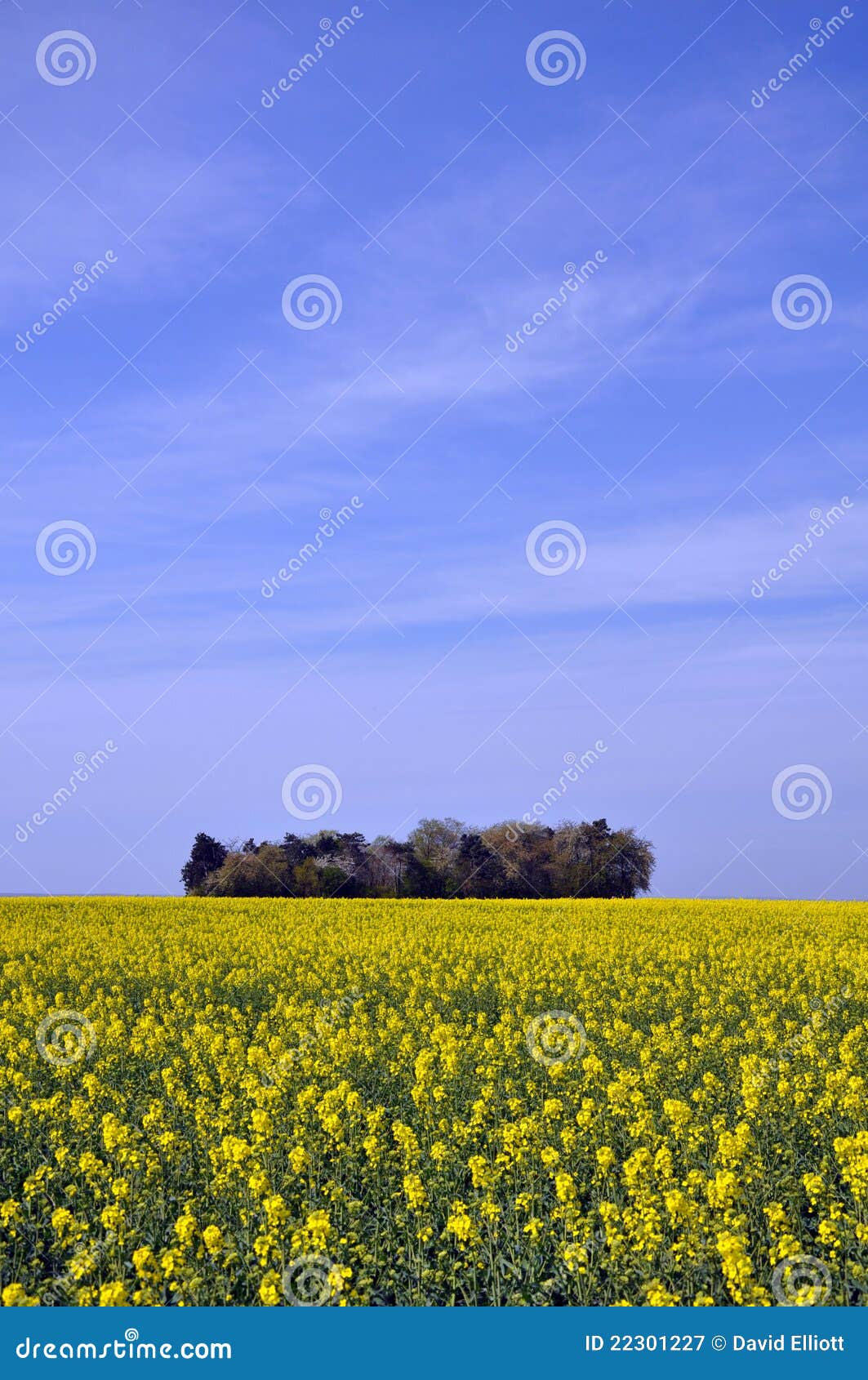 Mustard fields stock image. Image of agriculture, grow 22301227