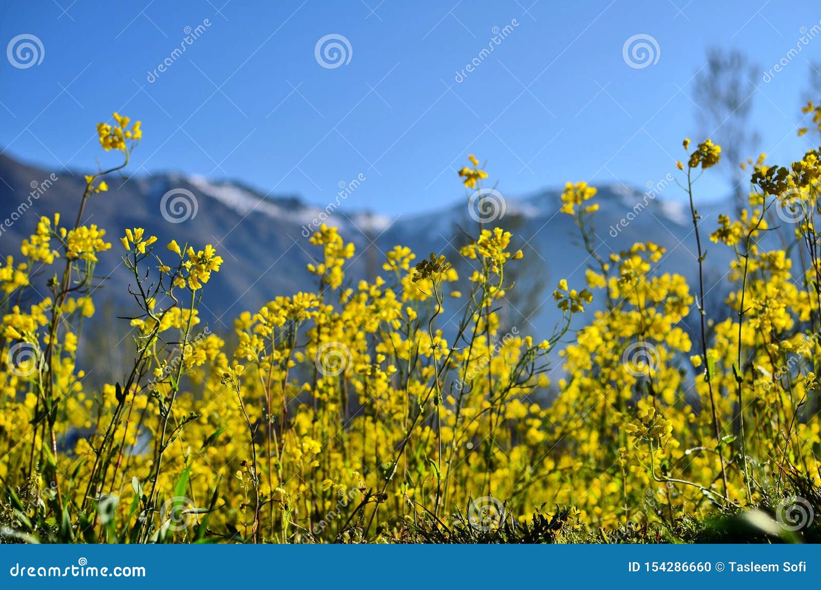 Mustard Fields of Kashmir stock photo. Image of field 154286660