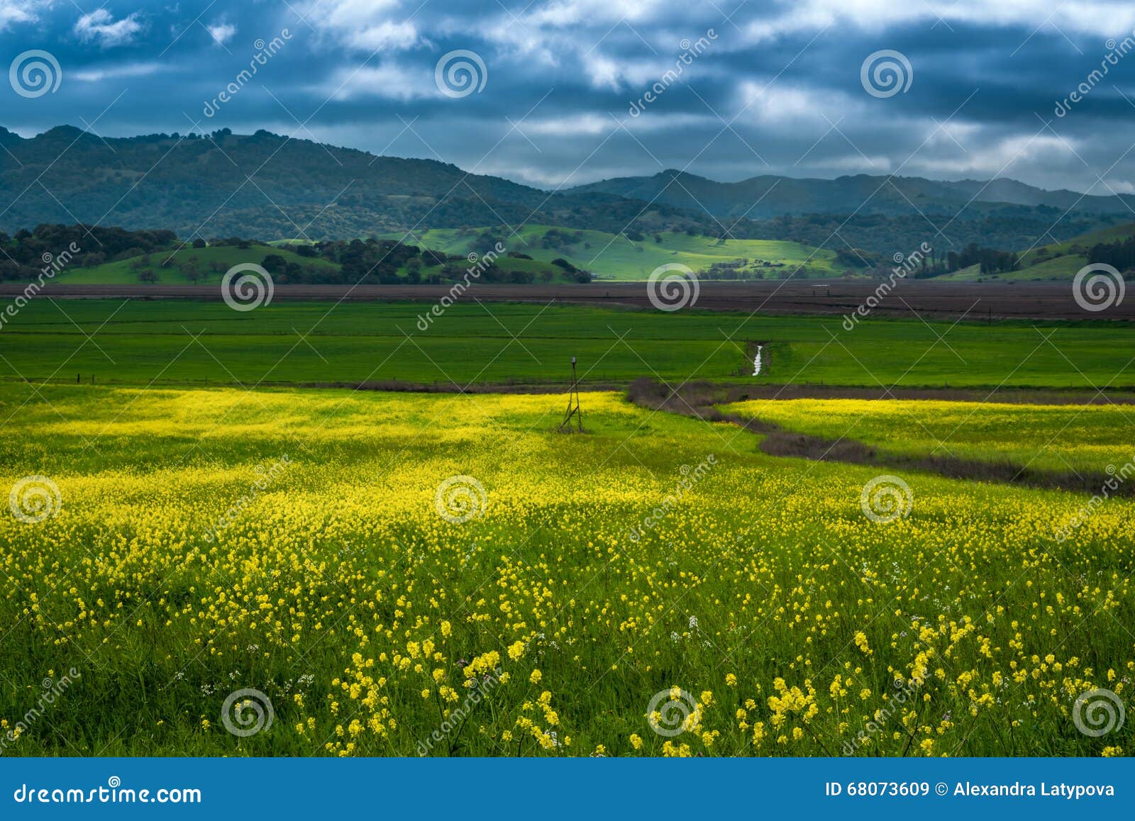 Mustard fields stock image. Image of open, destination 68073609