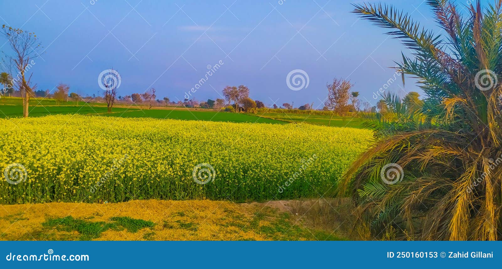 Mustard fields in Punjab. stock image. Image of vegetable 250160153