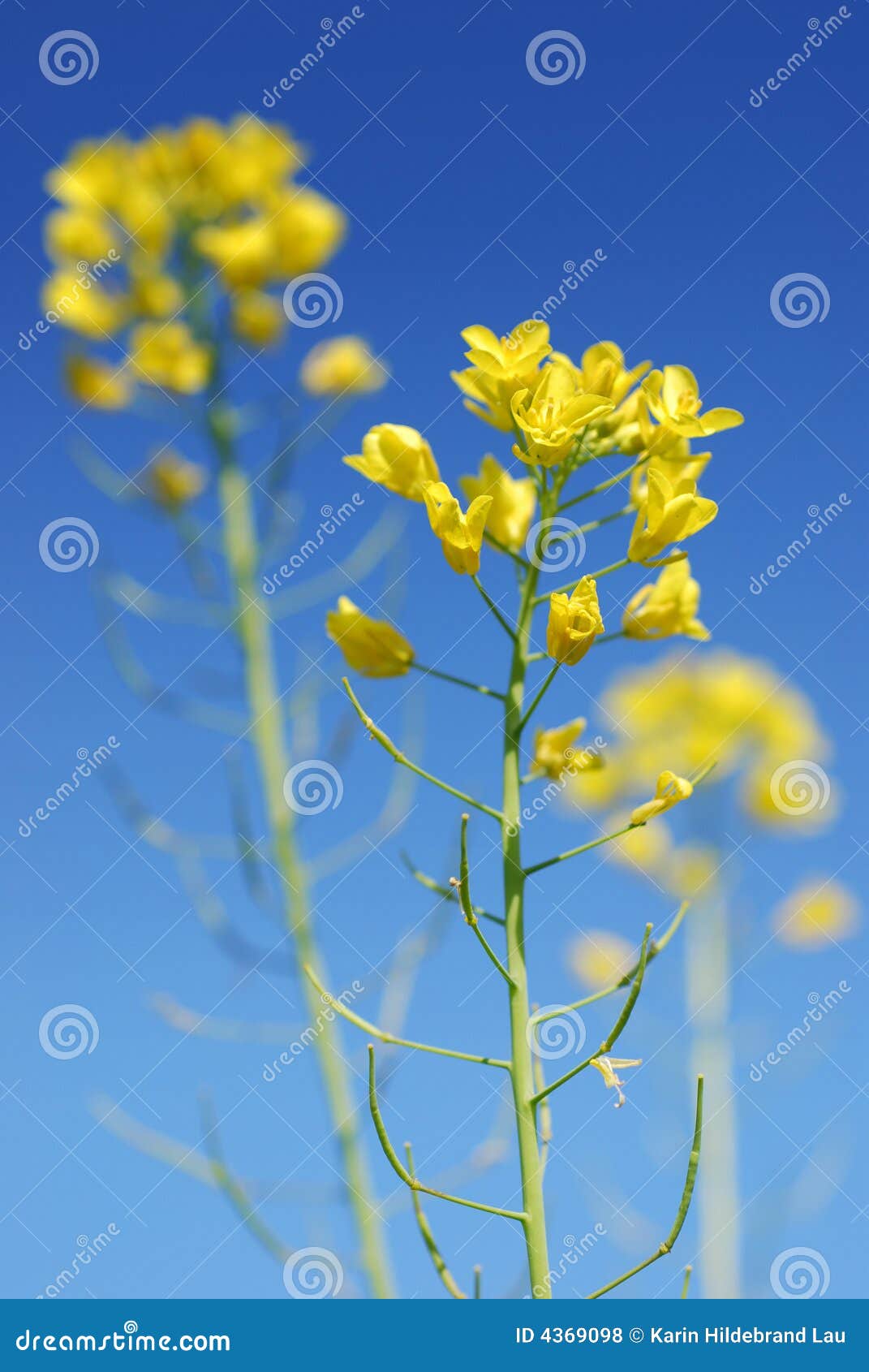 Mustard Flower, Vector Illustration, Clip Art, Hand Drawing, Sketch 211932958