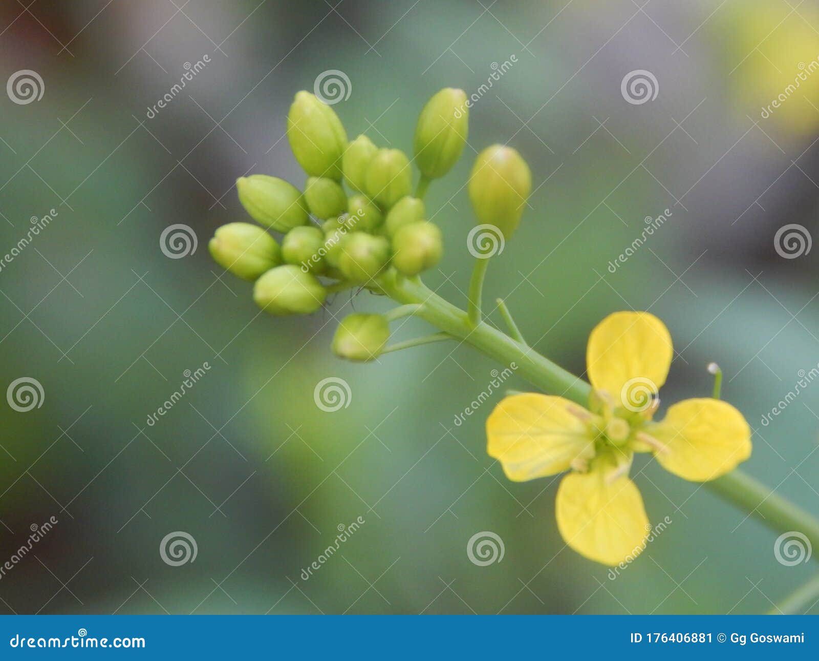 Mustard Flower stock image. Image of nature, close, beautiful 176406881