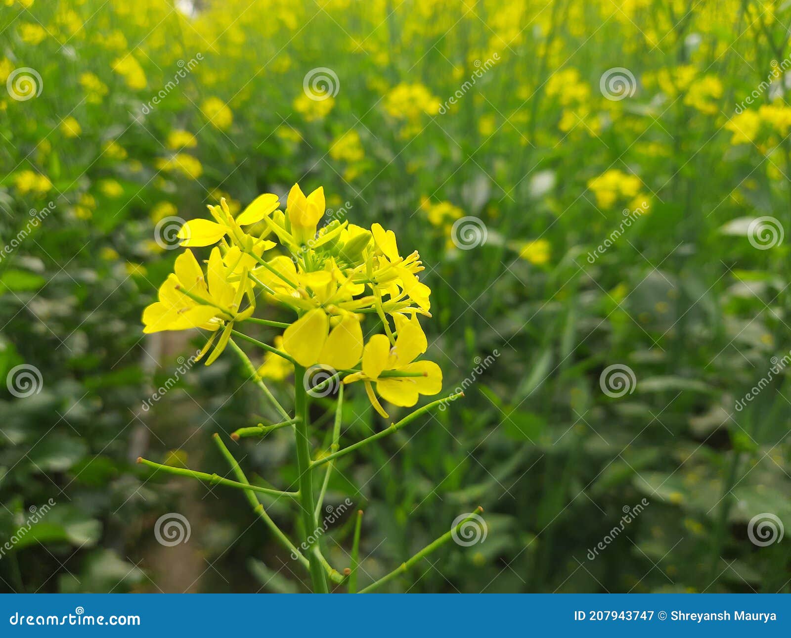 Mustard flower closeup stock image. Image of mustard 207943747