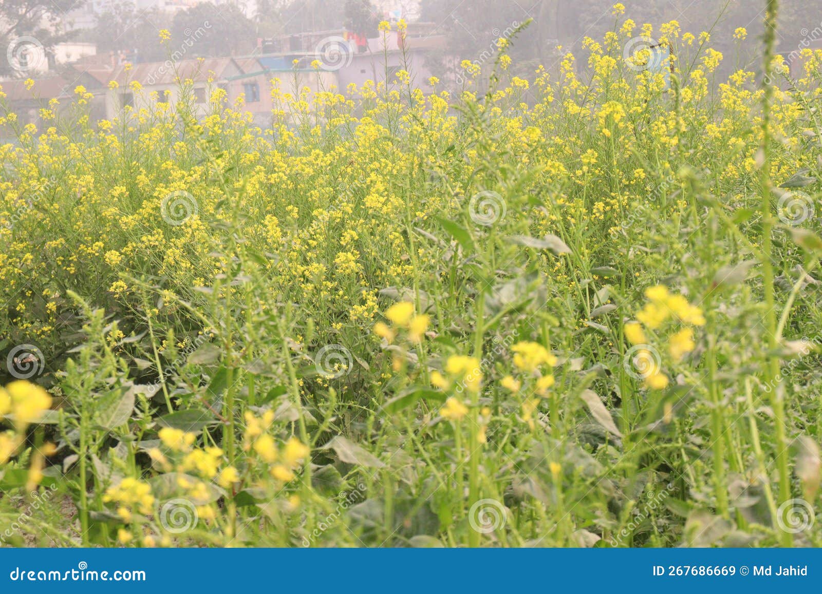 Mustard Flower on Farm for Harvest Stock Image Image of tranquility