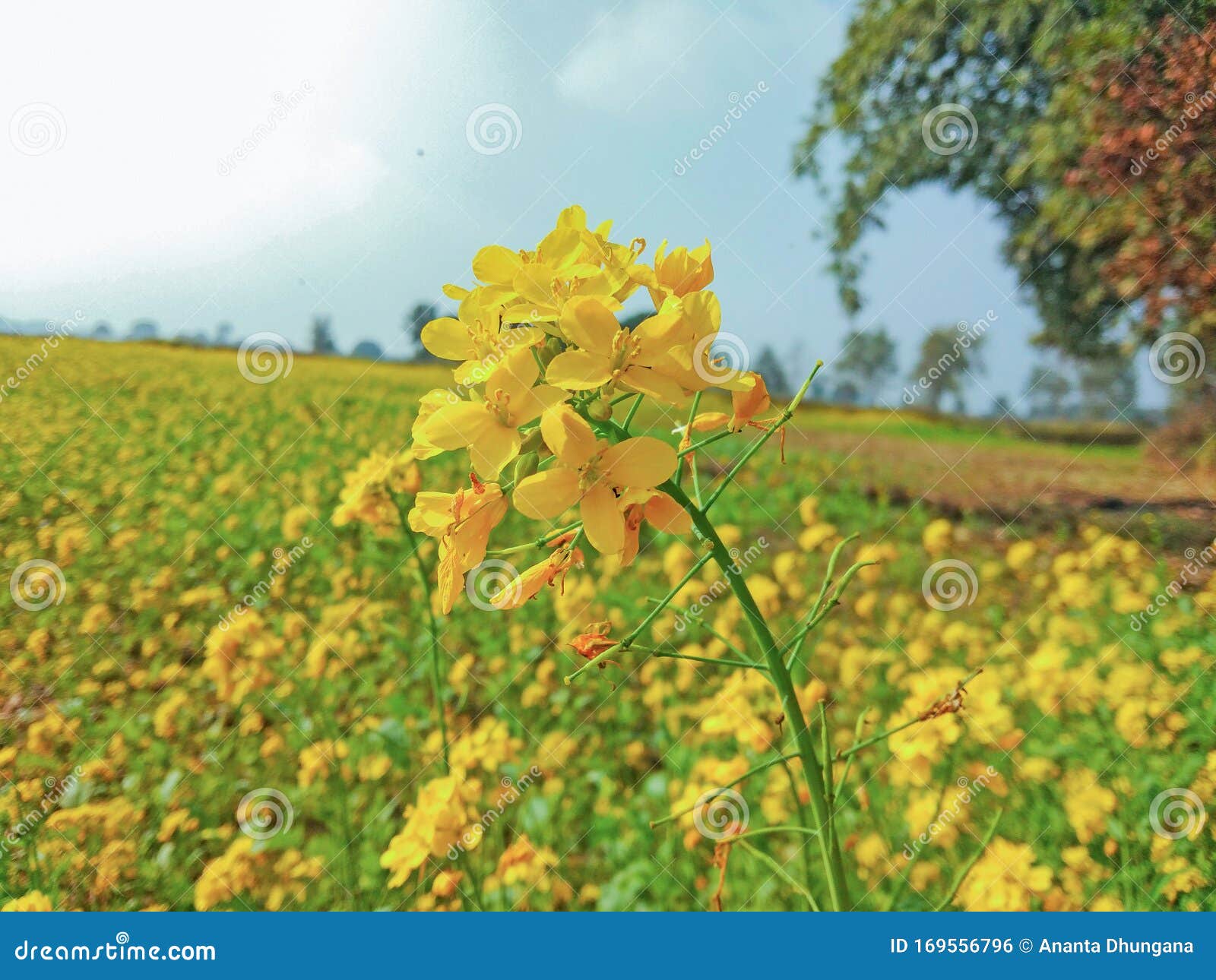 Mustard flower on farm stock photo. Image of flower 169556796