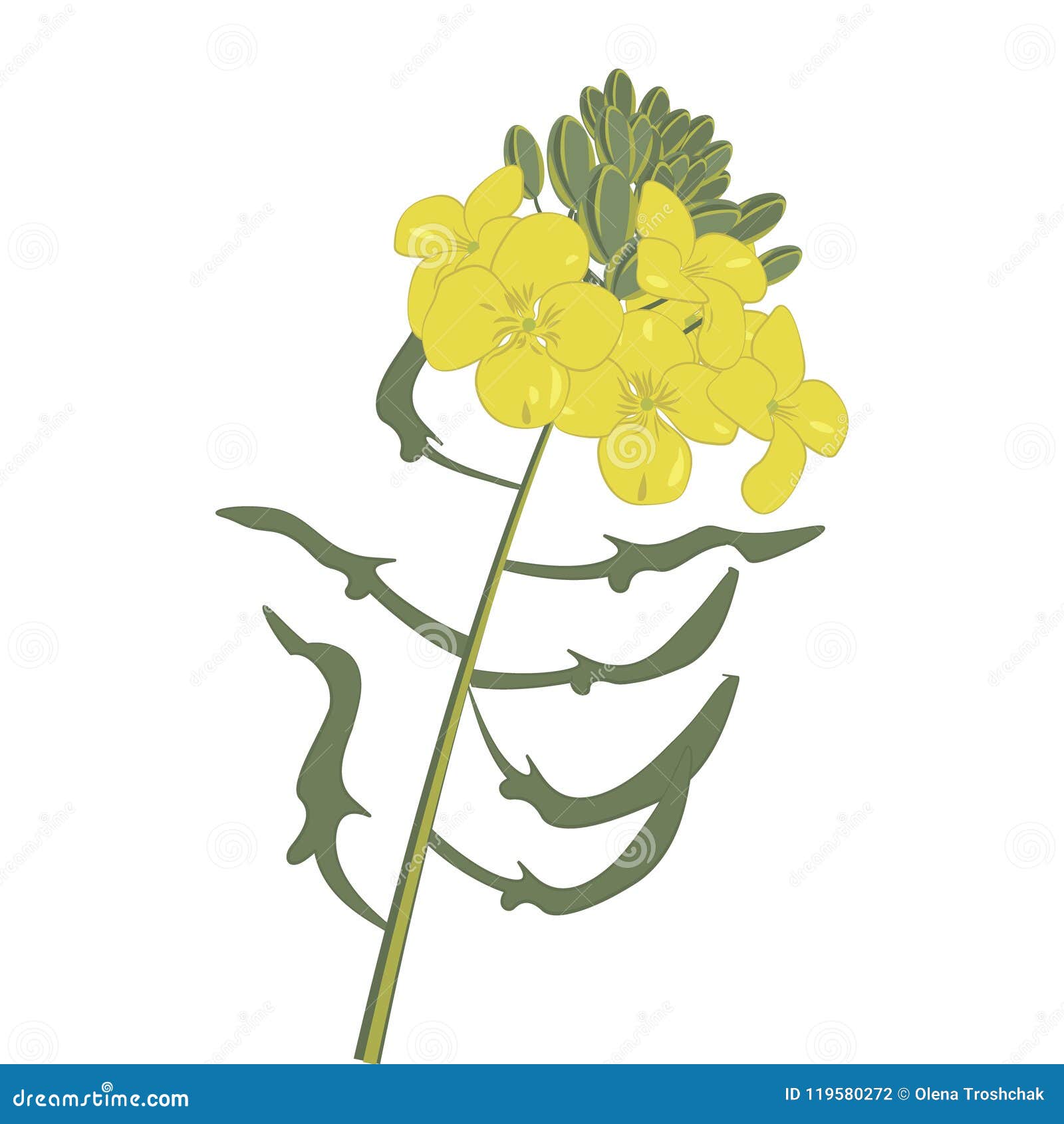 Mustard Flower Vector Illustration Isolated On White Background 230597601