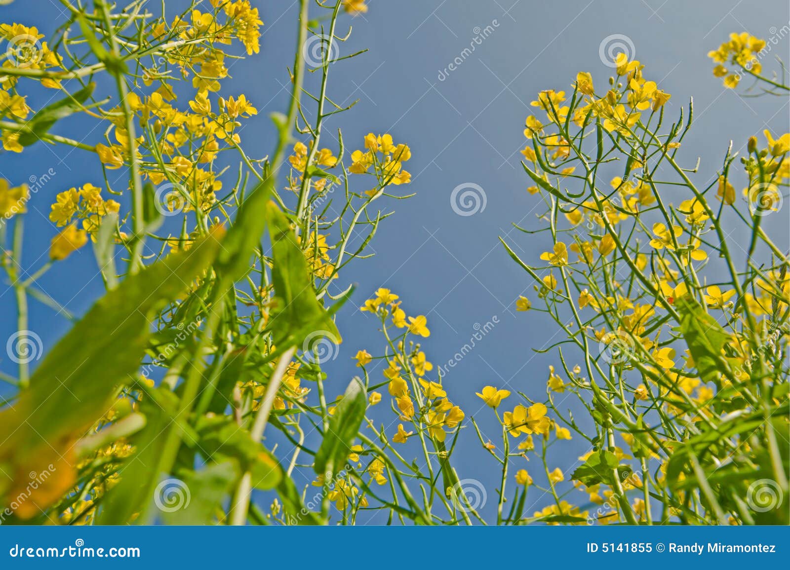 Mustard Flowers stock image. Image of vintor, plant, california 5141855