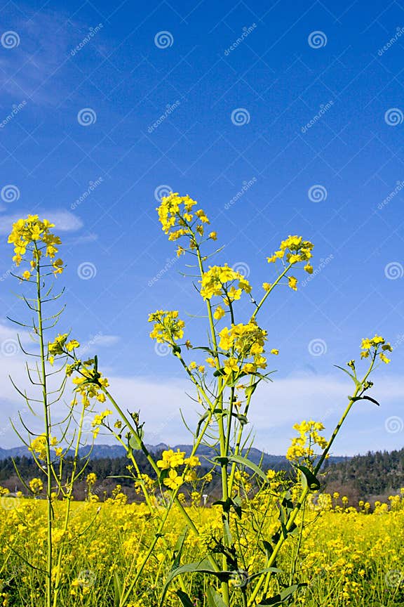Mustard Flowers stock photo. Image of fields, nature, mountain 76288