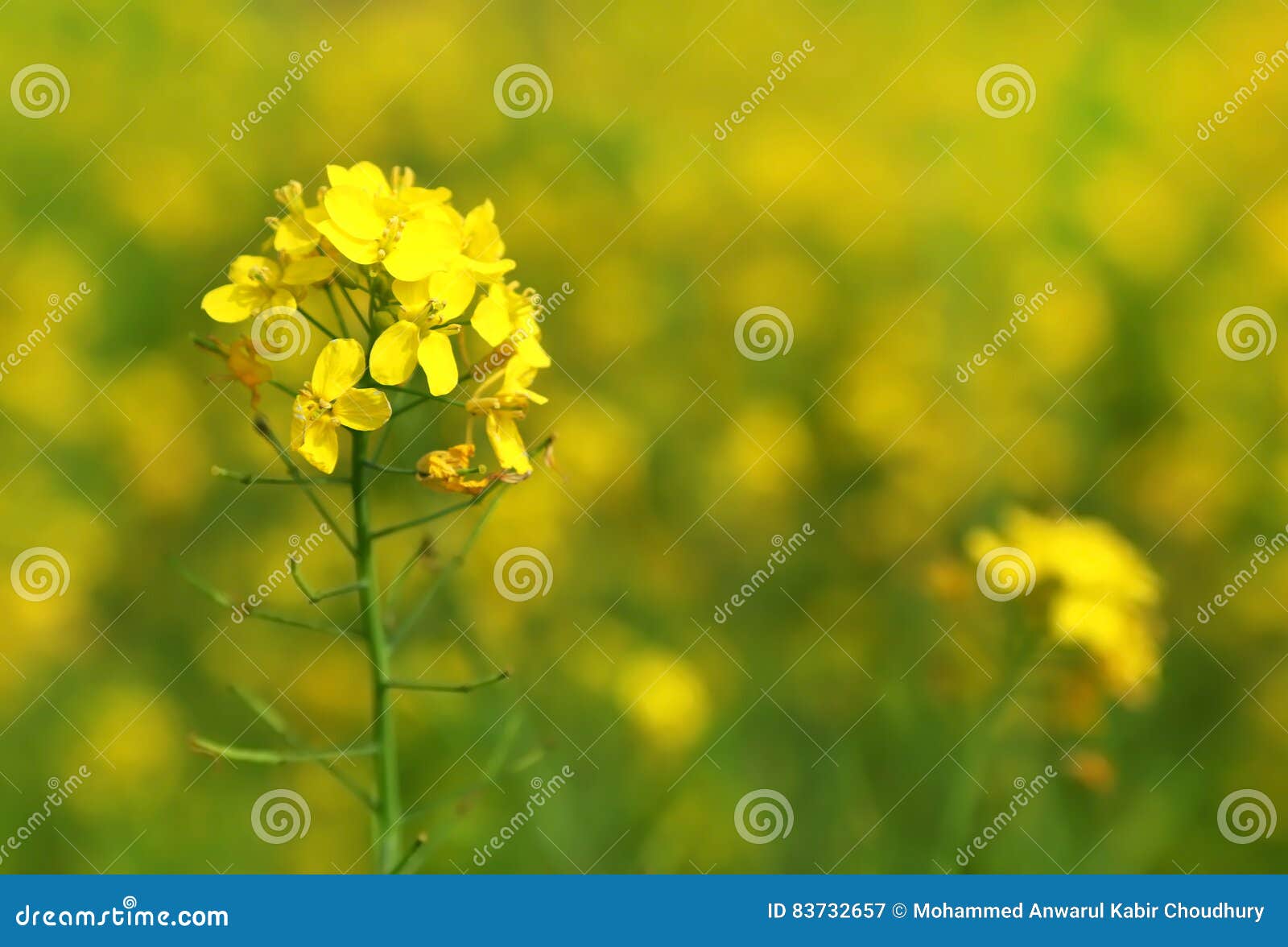 Mustard flowers stock image. Image of spice, medicinal 83732657