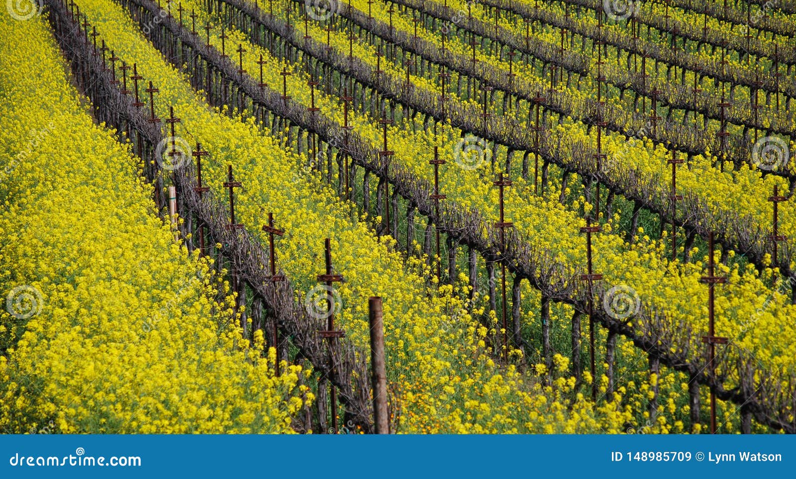 Mustard Flowers in Napa Vineyard Stock Image Image of landscape