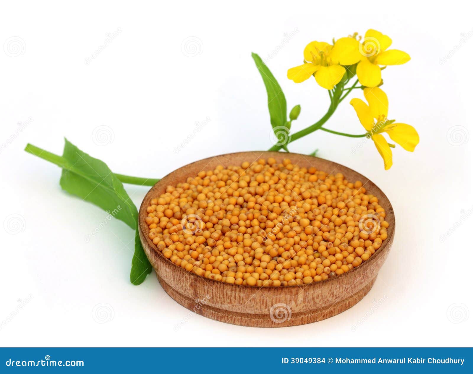 Mustard flowers with seeds stock photo. Image of mustard 39049384