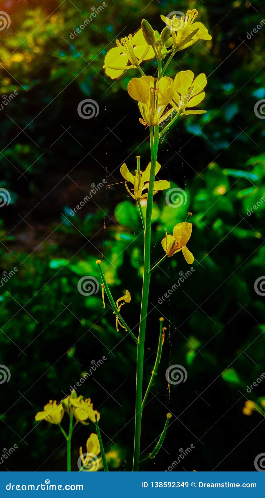 Mustard stock image. Image of fields, indian, mustard 138592349
