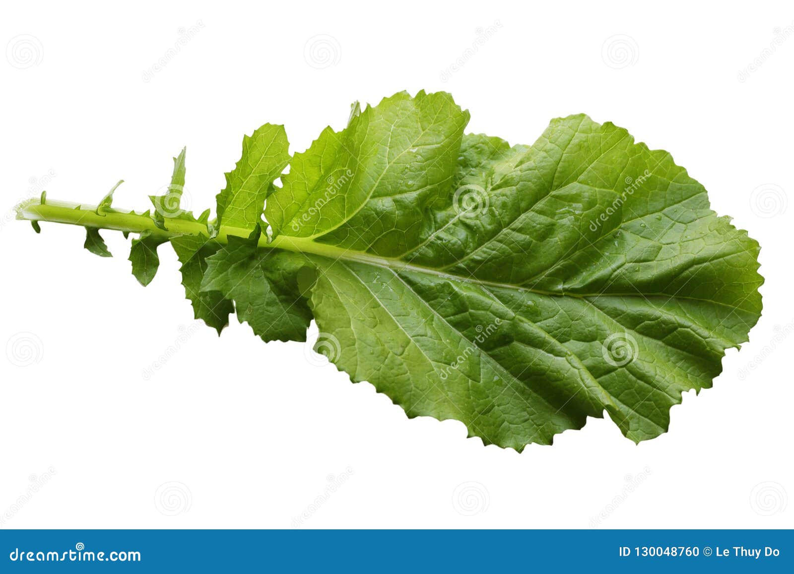 Mustard Green Leaf stock photo. Image of grocery, close 130048760