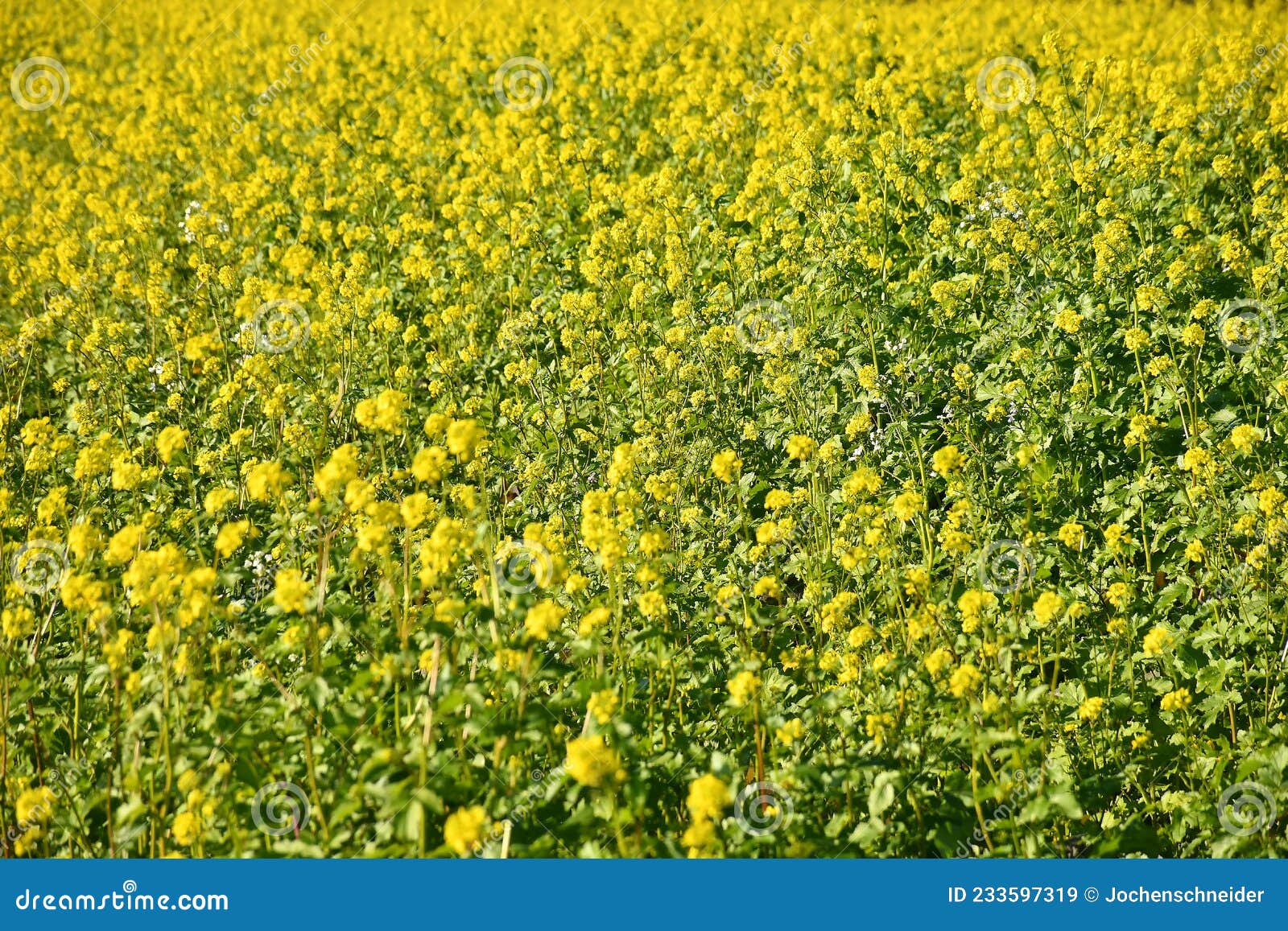 Mustard, Green Manure, Cultivation in Autumn Stock Image Image of