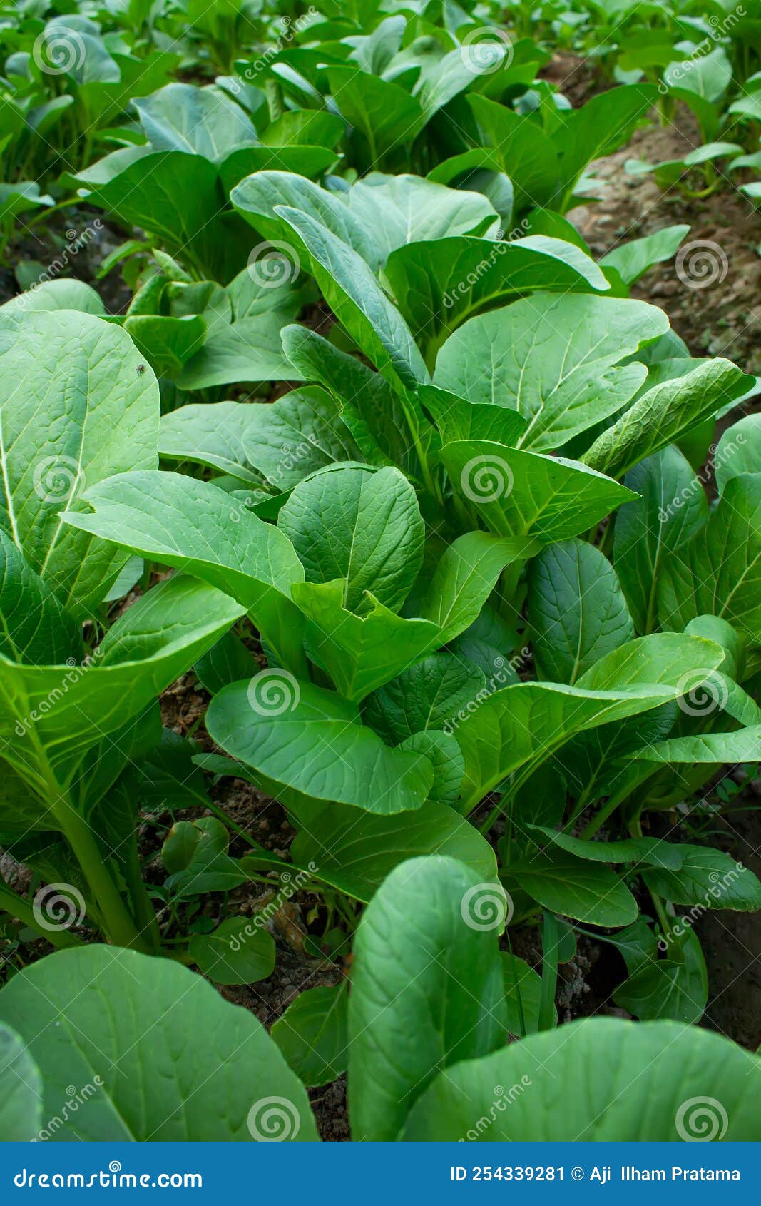 Curly Leaf Mustard Greens Stock Photo - Download Image Now